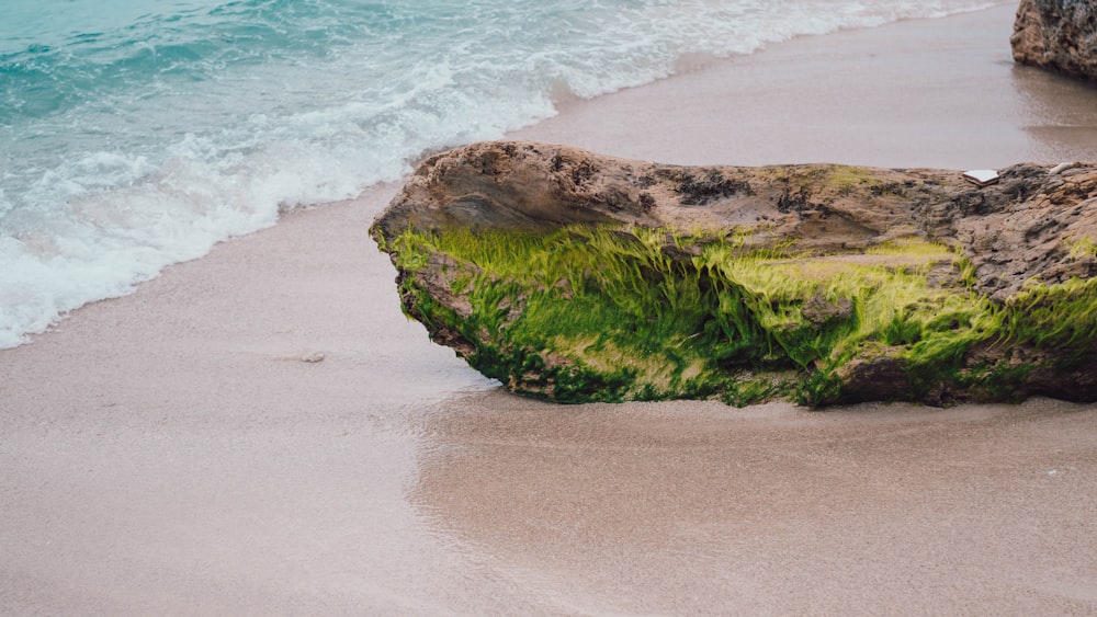 musgo verde en la formación rocosa marrón junto al mar durante el día