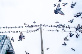 Numerous pigeons perched on and flying around a set of power lines extending from a pole. Some birds are in flight, captured mid-air against a bright, cloudless sky. A modern building is partially visible in the bottom left corner.