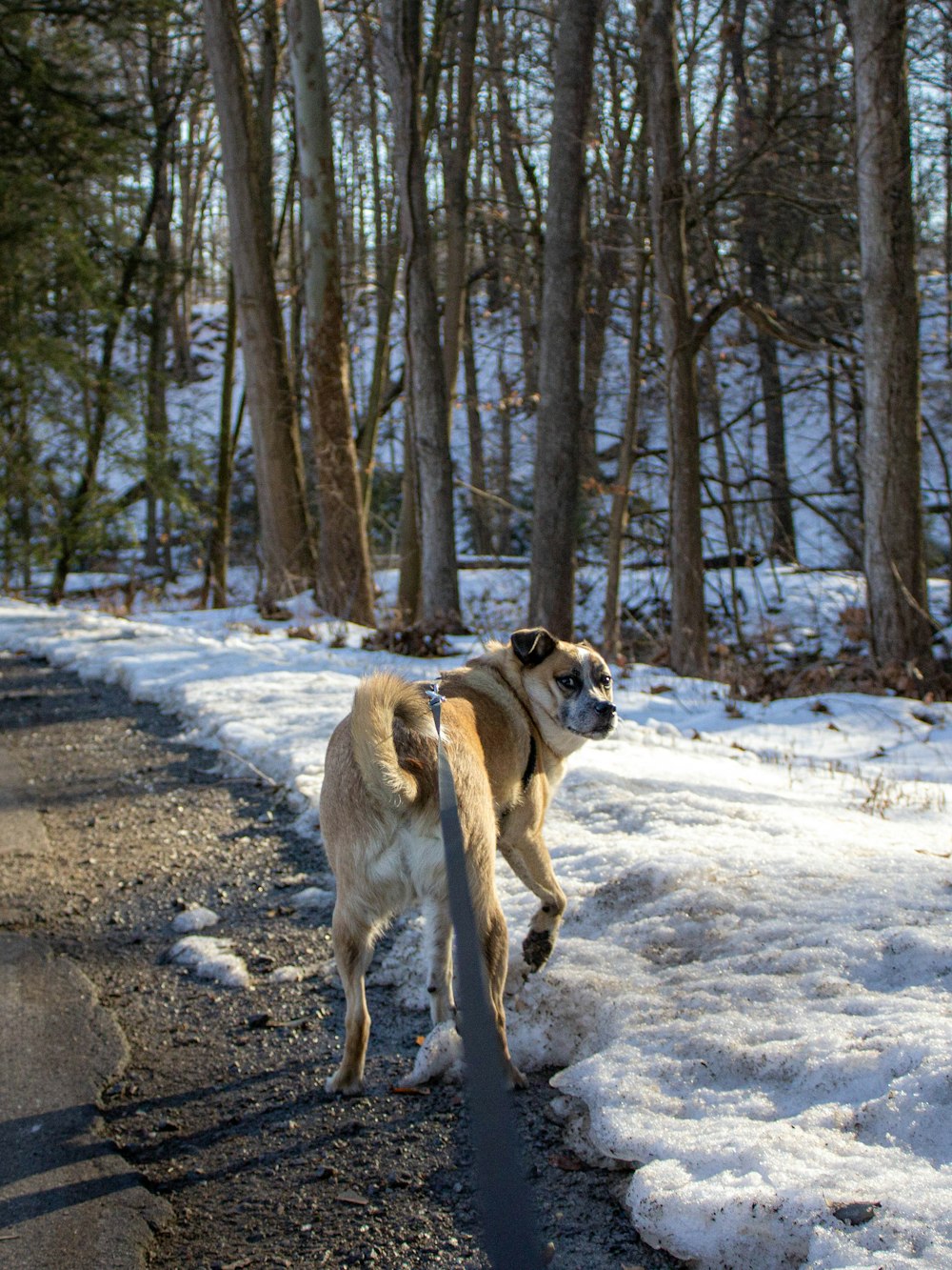 brown and white short coated dog on snow covered ground during daytime