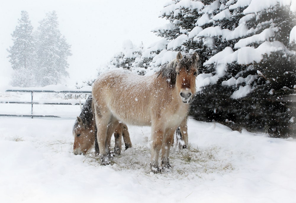 white and brown horse on snow covered ground during daytime