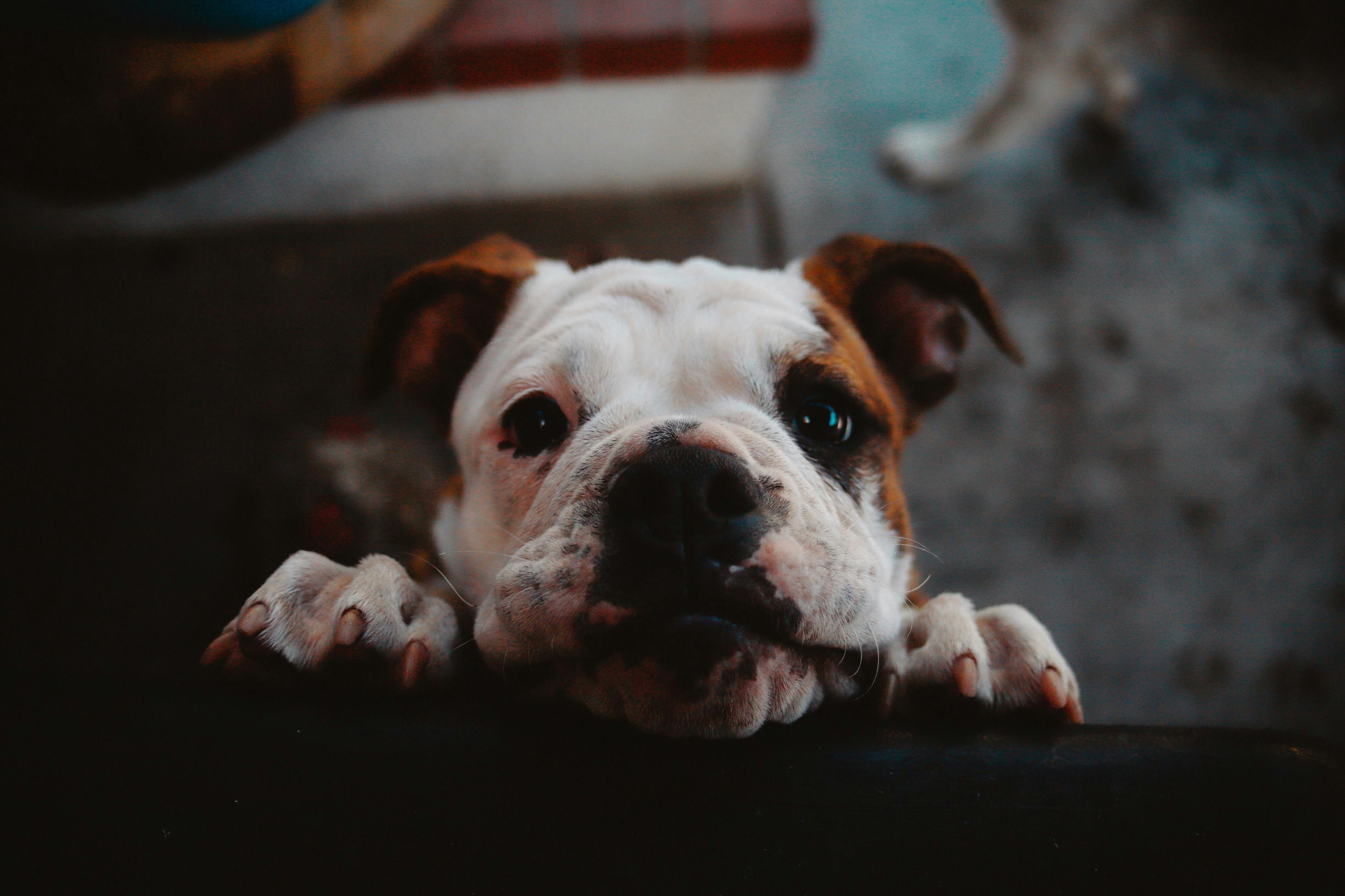 white and brown short coated dog lying on black floor