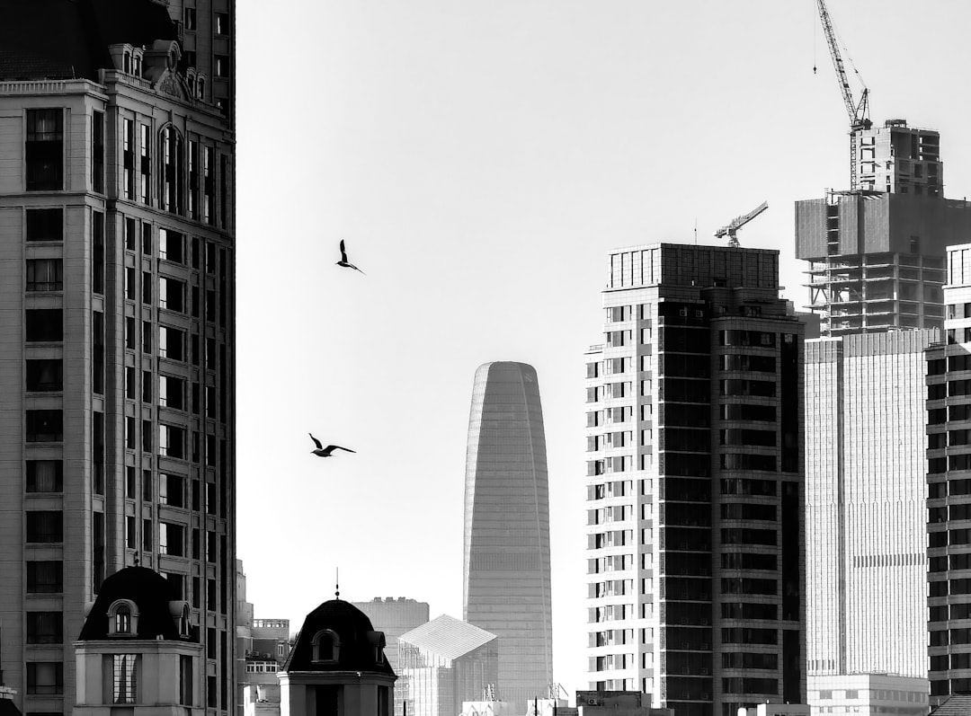 birds flying over city buildings during daytime
