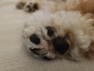 Close-up of a paw gently resting on a soft, clean training pad indoors.
