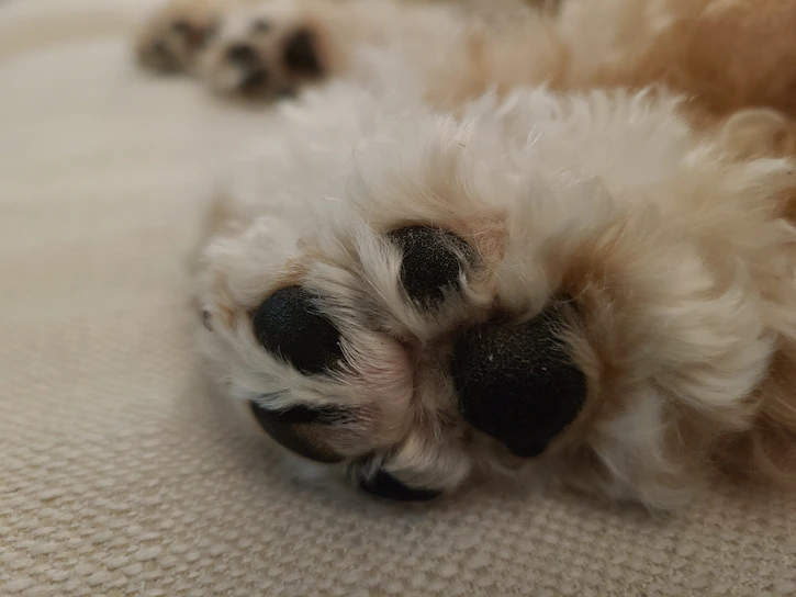 Close-up of a soft, colorful pet pad on a wooden floor with a playful puppy nearby