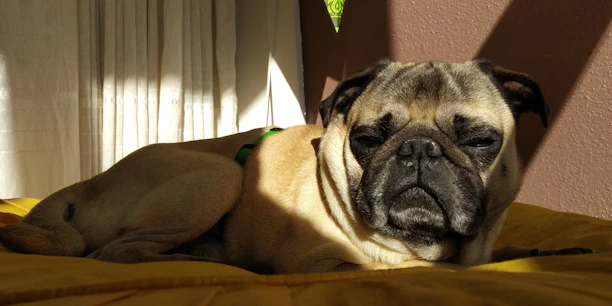 A cheerful pug sitting attentively during a training session in a sunny living room.