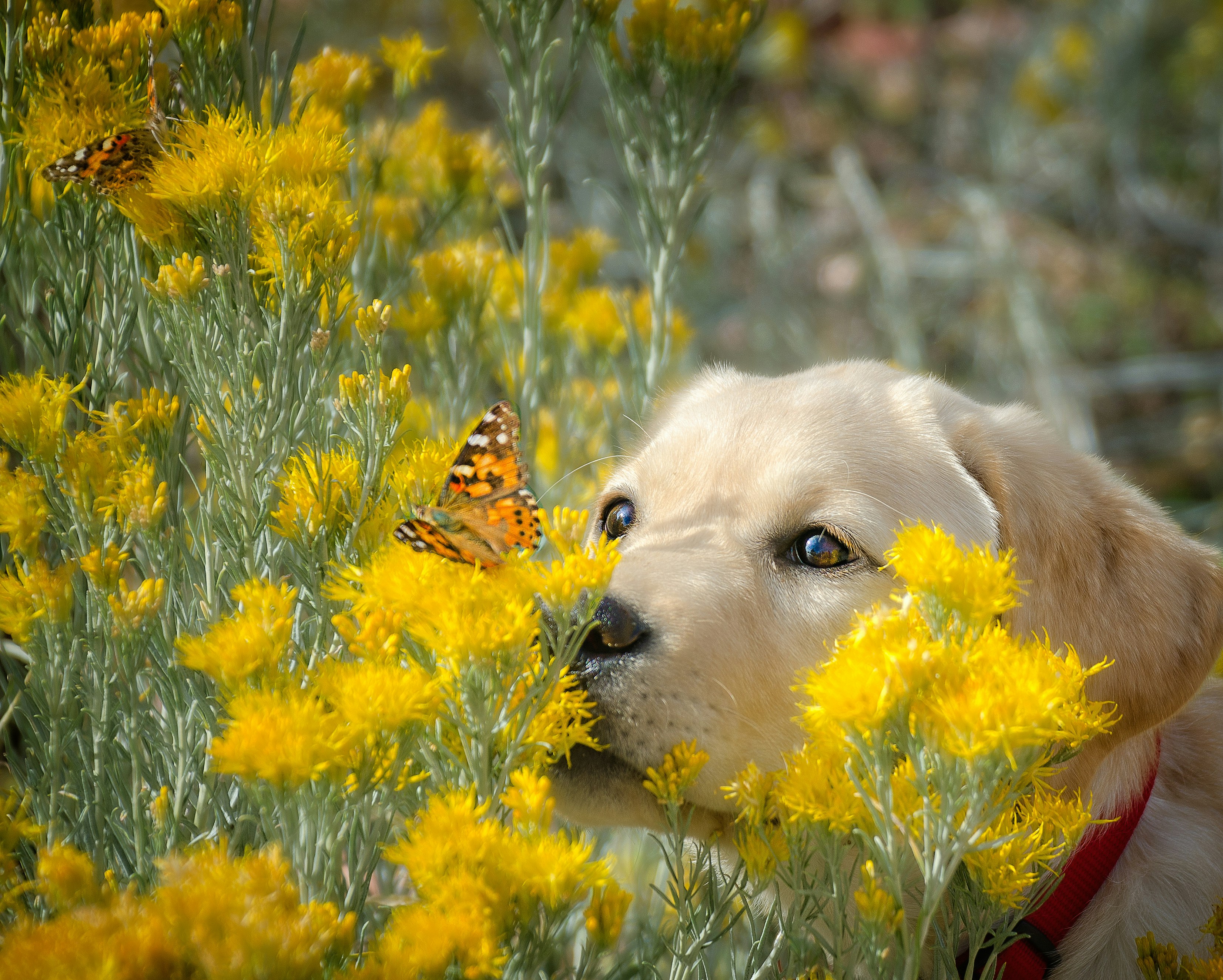 dog admiring a butterfly