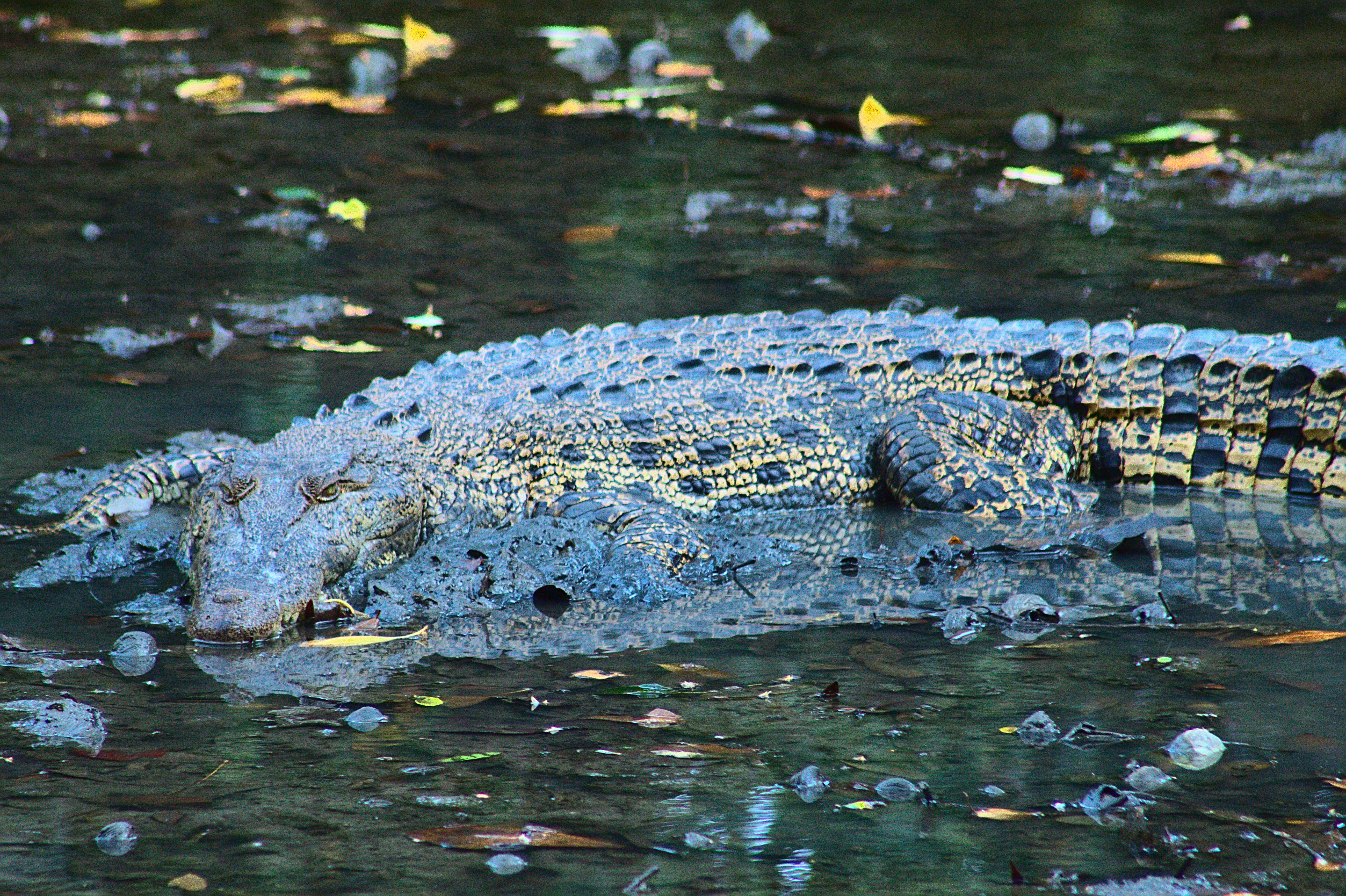 Photo by giuliogabrieli