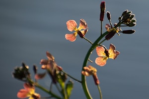 Delicate flowers with translucent petals are illuminated by sunlight. The petals display intricate vein patterns and exhibit a warm gradient of colors from yellow to orange. The buds and stems are dark against a softly blurred background, creating a contrast that highlights the vibrant blossoms.