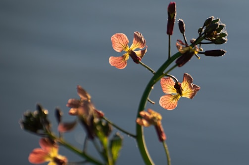 Delicate flowers with translucent petals are illuminated by sunlight. The petals display intricate vein patterns and exhibit a warm gradient of colors from yellow to orange. The buds and stems are dark against a softly blurred background, creating a contrast that highlights the vibrant blossoms.