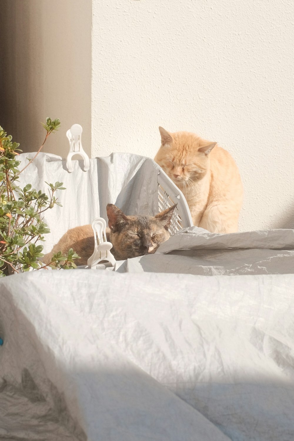orange tabby cat beside brown tabby cat on white bed