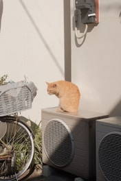 orange tabby cat on gray speaker