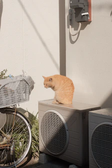 orange tabby cat on gray speaker
