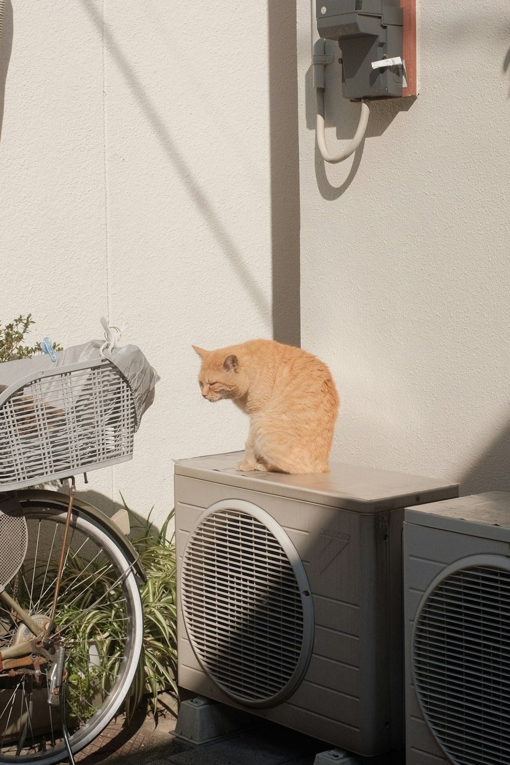 orange tabby cat on gray speaker