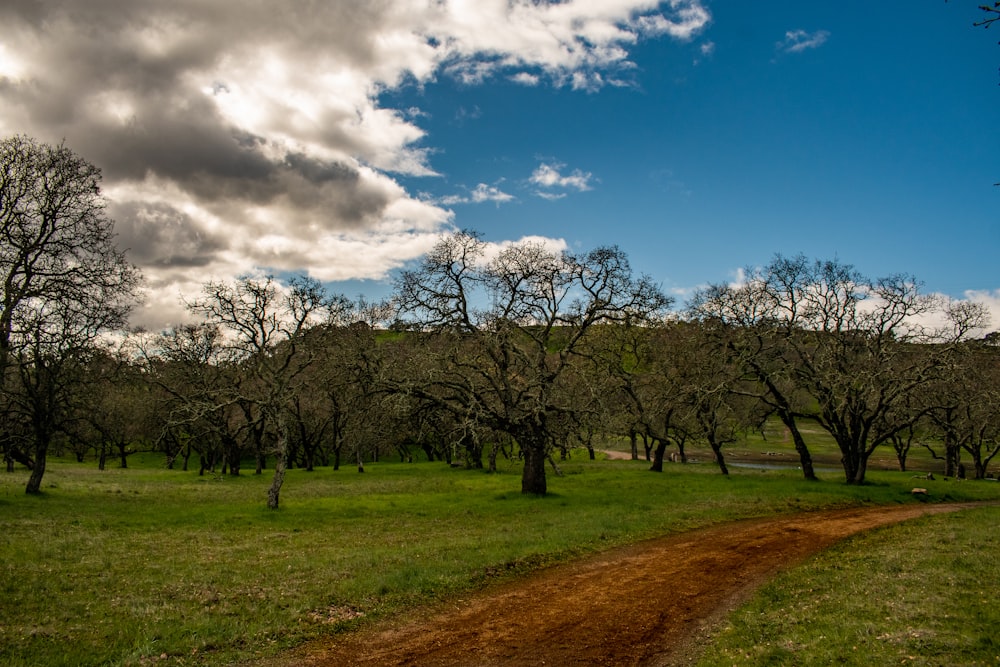 a dirt road in the middle of a grassy field