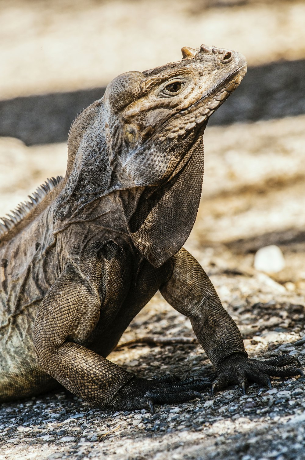 brown and gray bearded dragon on brown soil during daytime