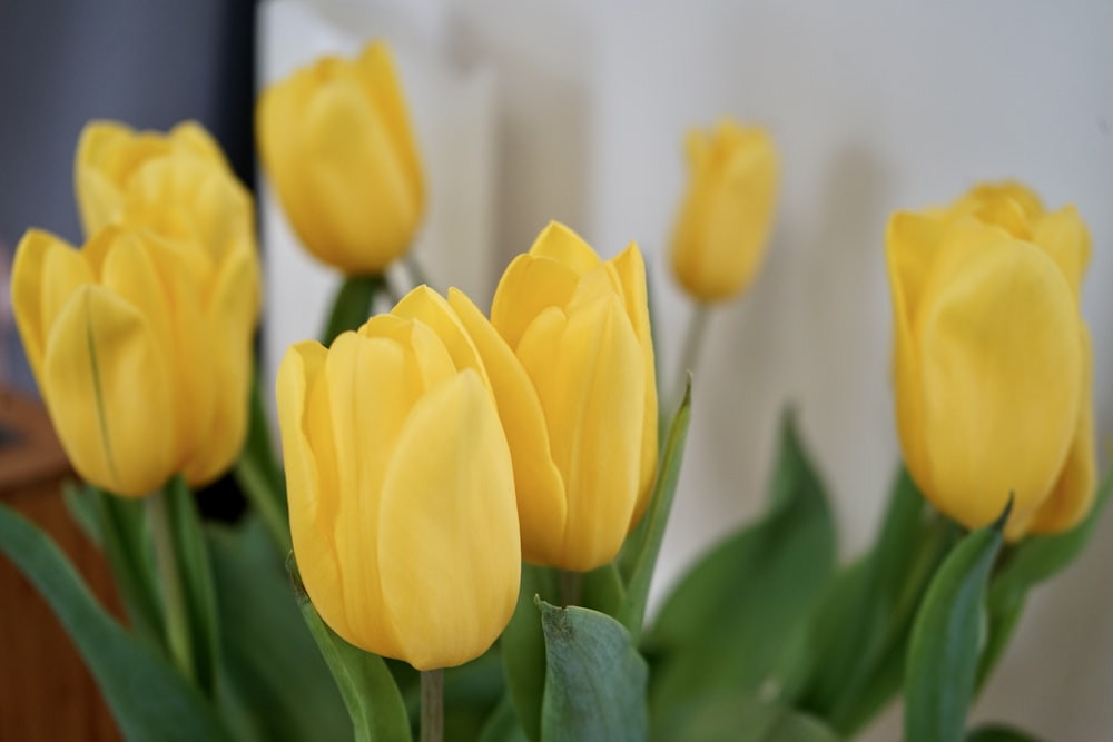 yellow tulips in close up photography