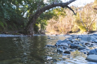 body of water near trees during daytime