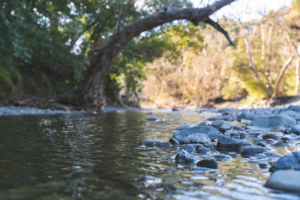 Cuerpo de agua cerca de árboles durante el día