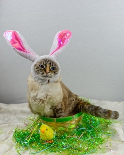 A cat wearing bunny ears sits in a small basket surrounded by green shiny Easter grass. In front of the basket, a small yellow plush chick is placed. The background is plain and neutral, highlighting the playful and whimsical scene.