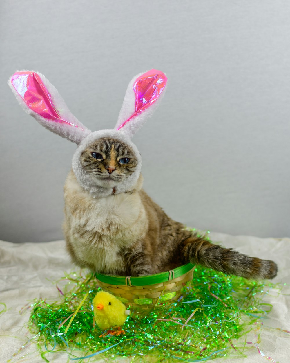 brown cat with pink ribbon on head