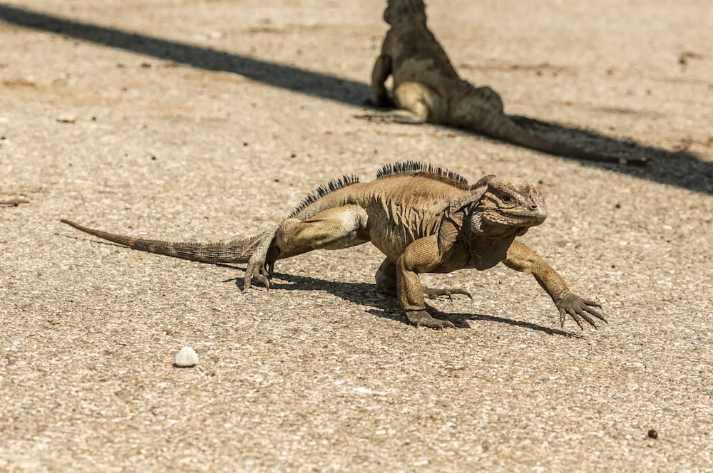 brown and green bearded dragon on brown sand during daytime