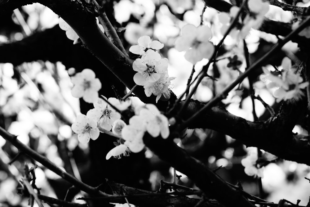 grayscale photo of white flowers