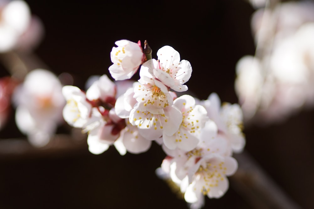 white and pink flowers in tilt shift lens