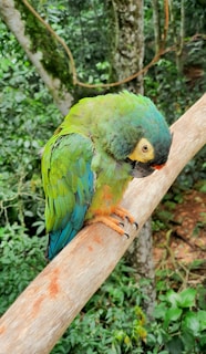 A colorful parrot perched on a branch in a lush forest.