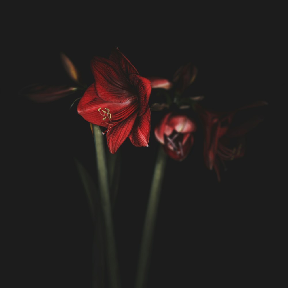 flor roja sobre fondo negro