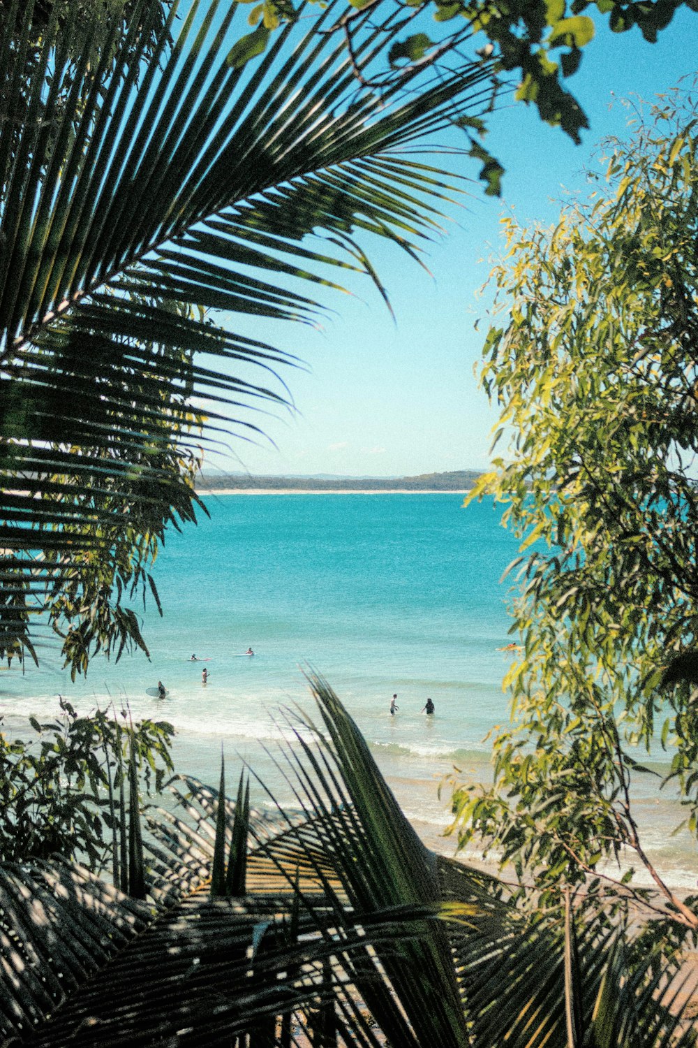 green palm tree near body of water during daytime