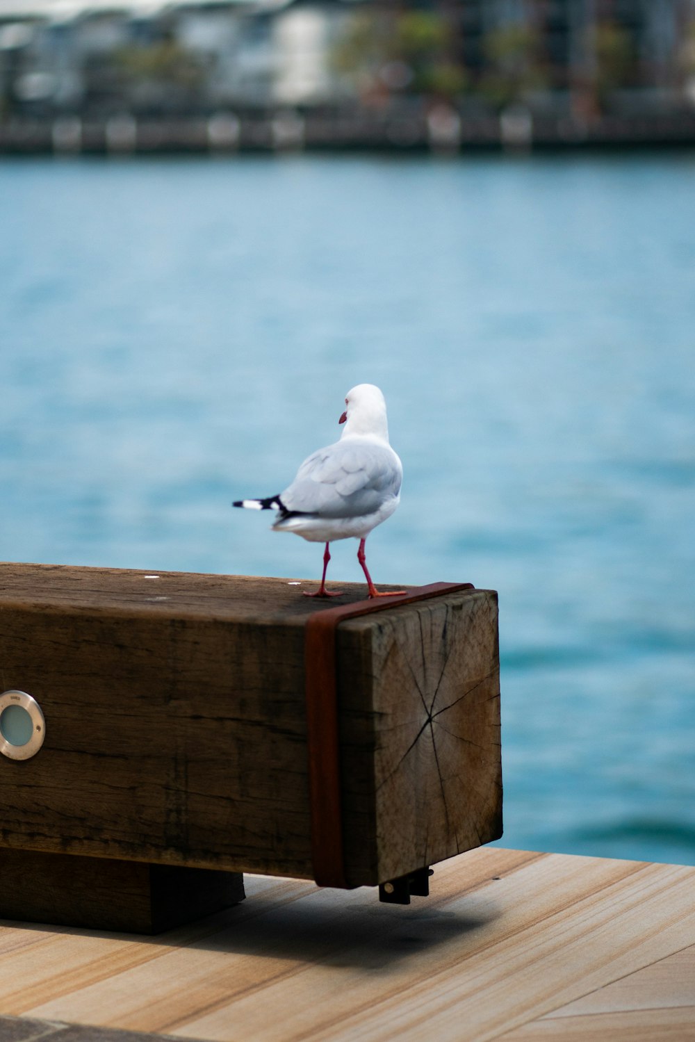 white bird on brown wooden post