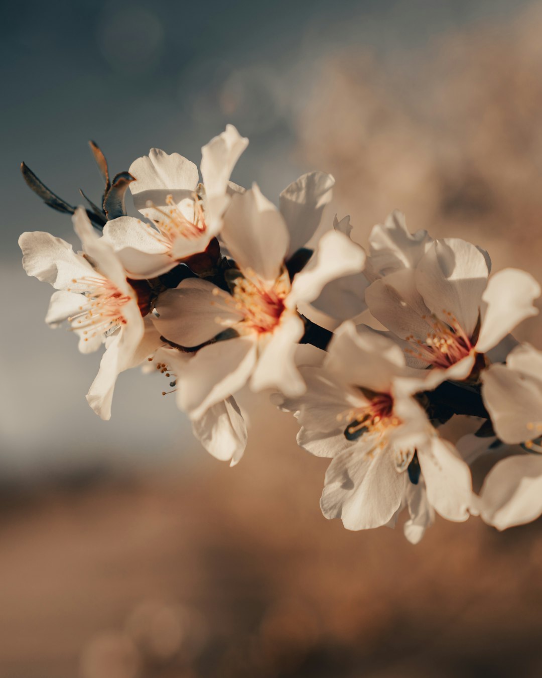 white and red flowers in tilt shift lens