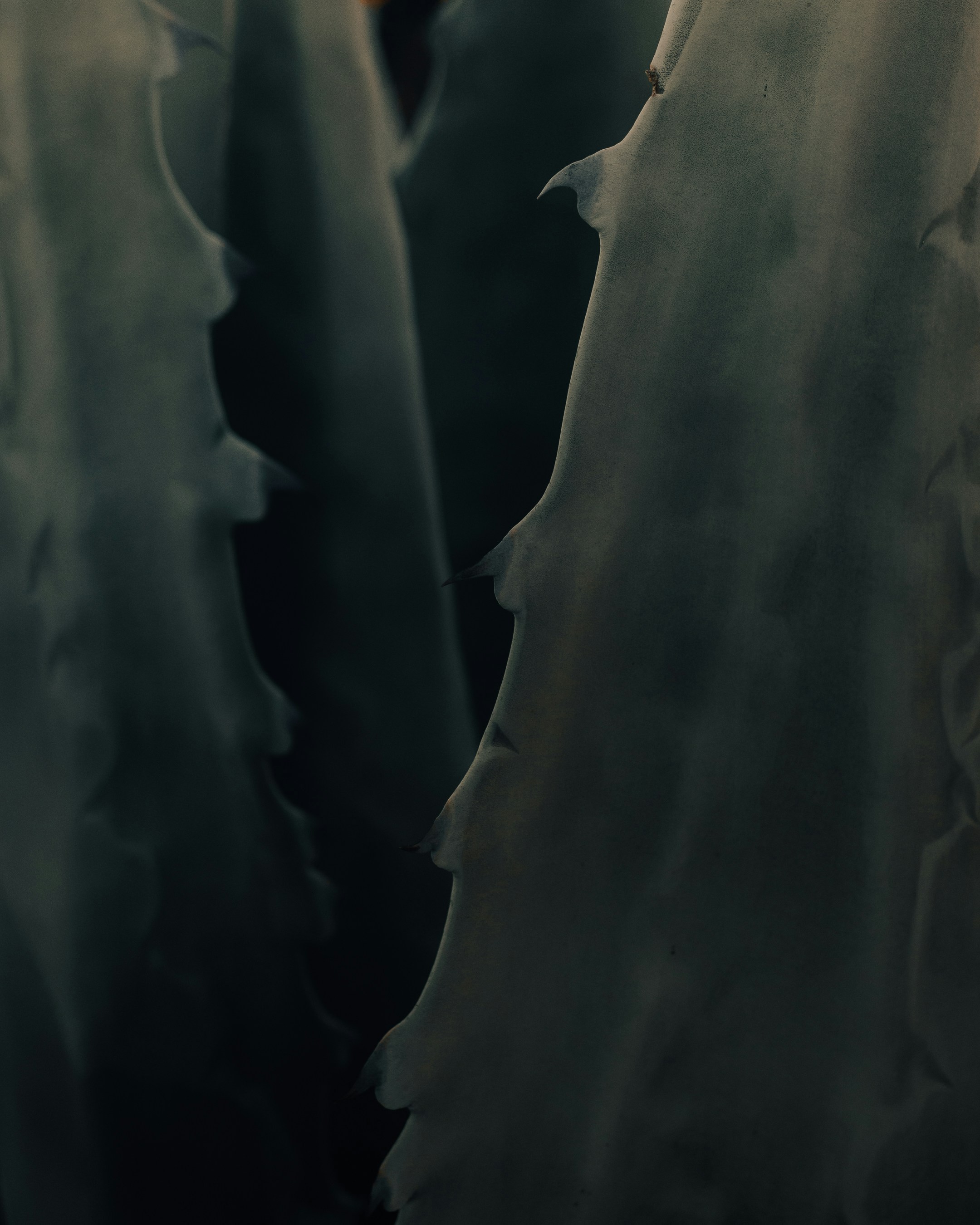 Photo by lazrodriguez__