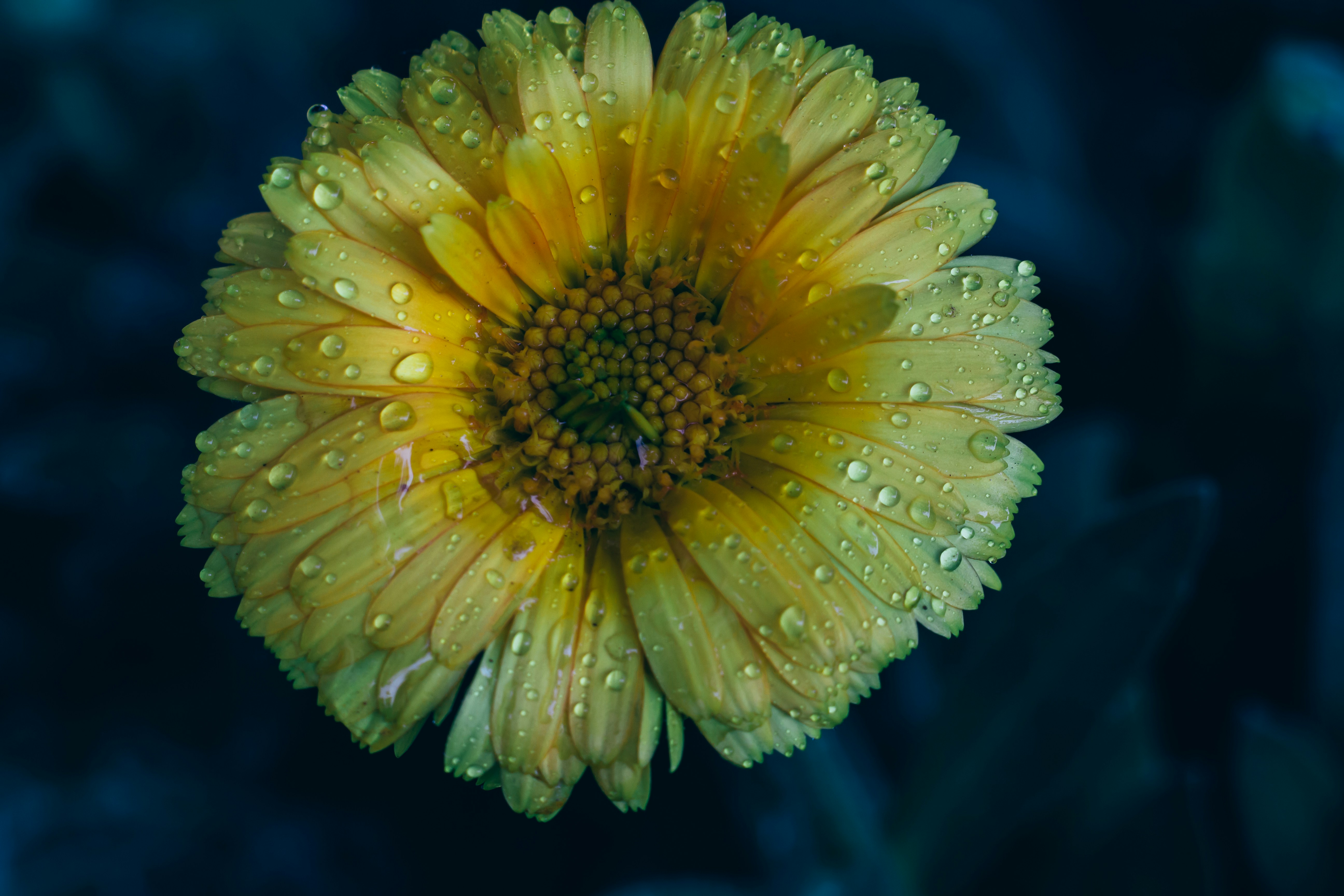 マクロレンズの黄色い花の写真 Unsplashで見つけるガンジナガルの無料写真