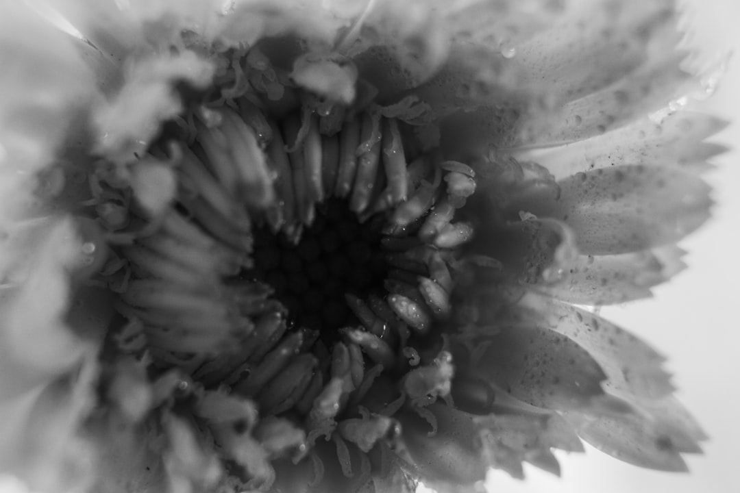 grayscale photo of flower in bloom