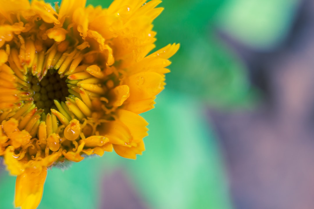 yellow flower in tilt shift lens