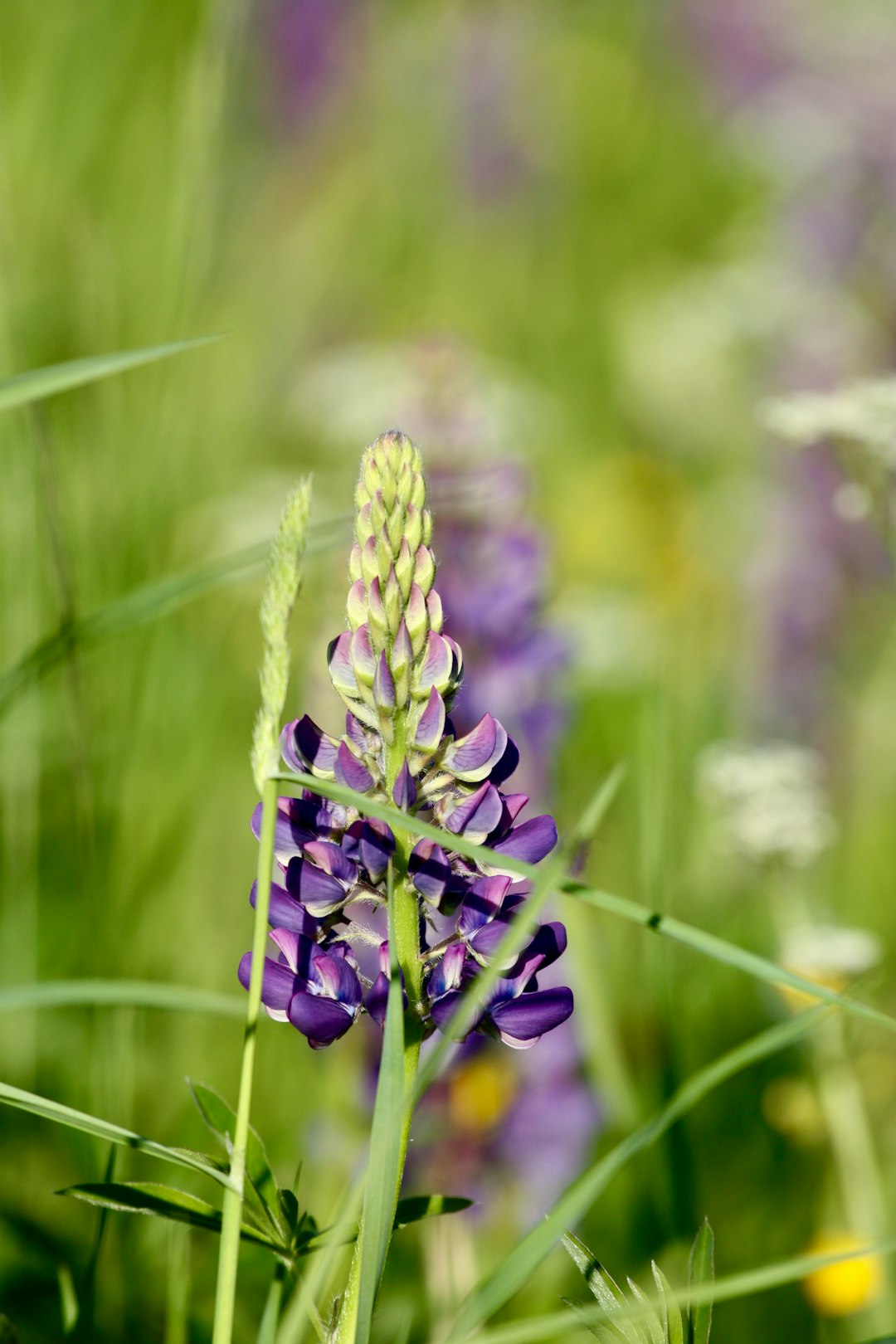 purple flower in tilt shift lens