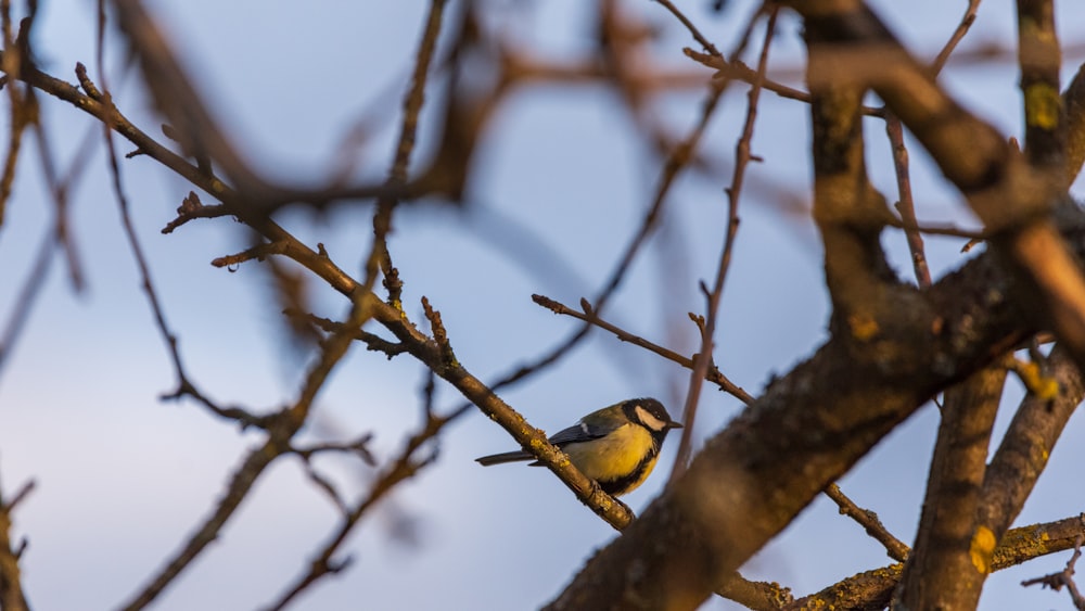 yellow and black bird on brown tree branch