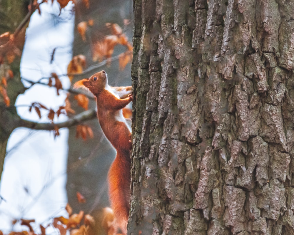 brown squirrel on tree trunk