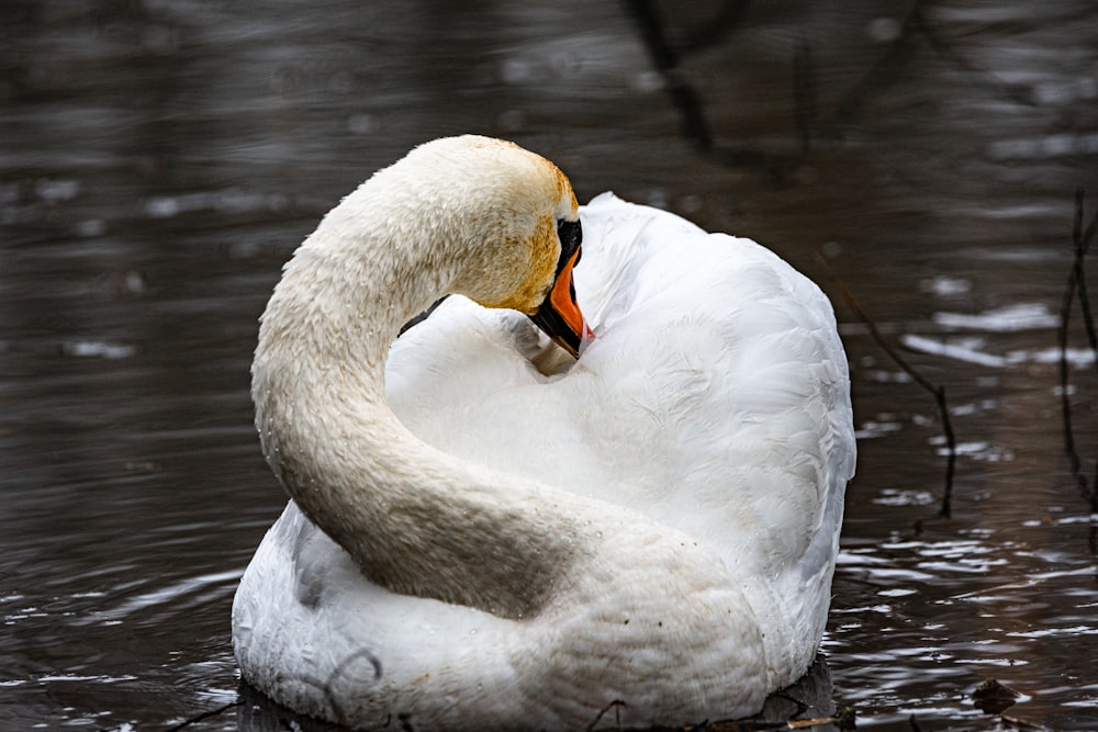 white swan on water during daytime