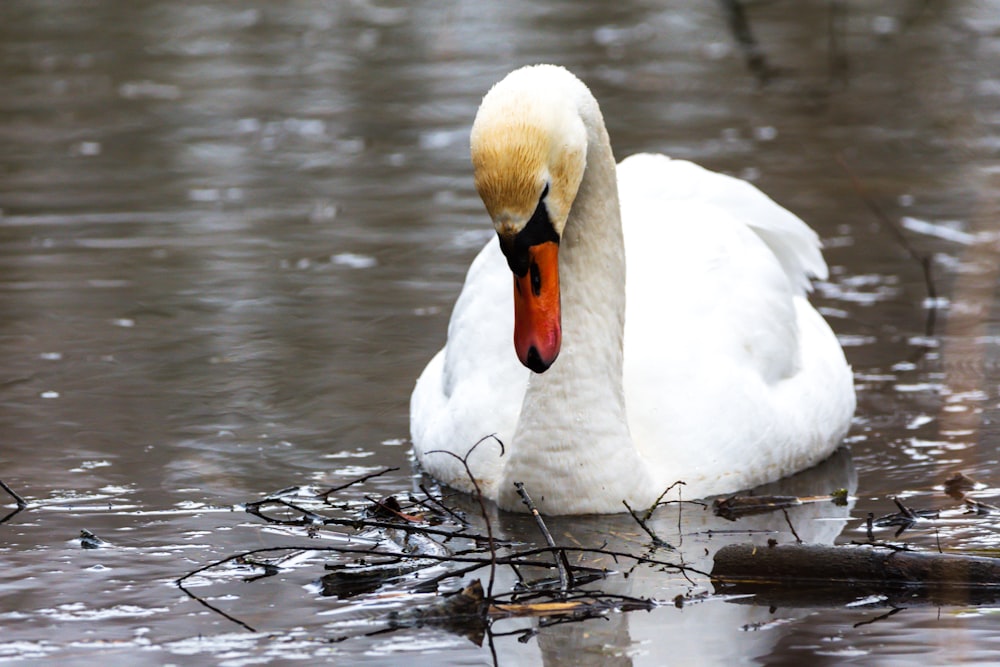 a white swan is swimming in the water