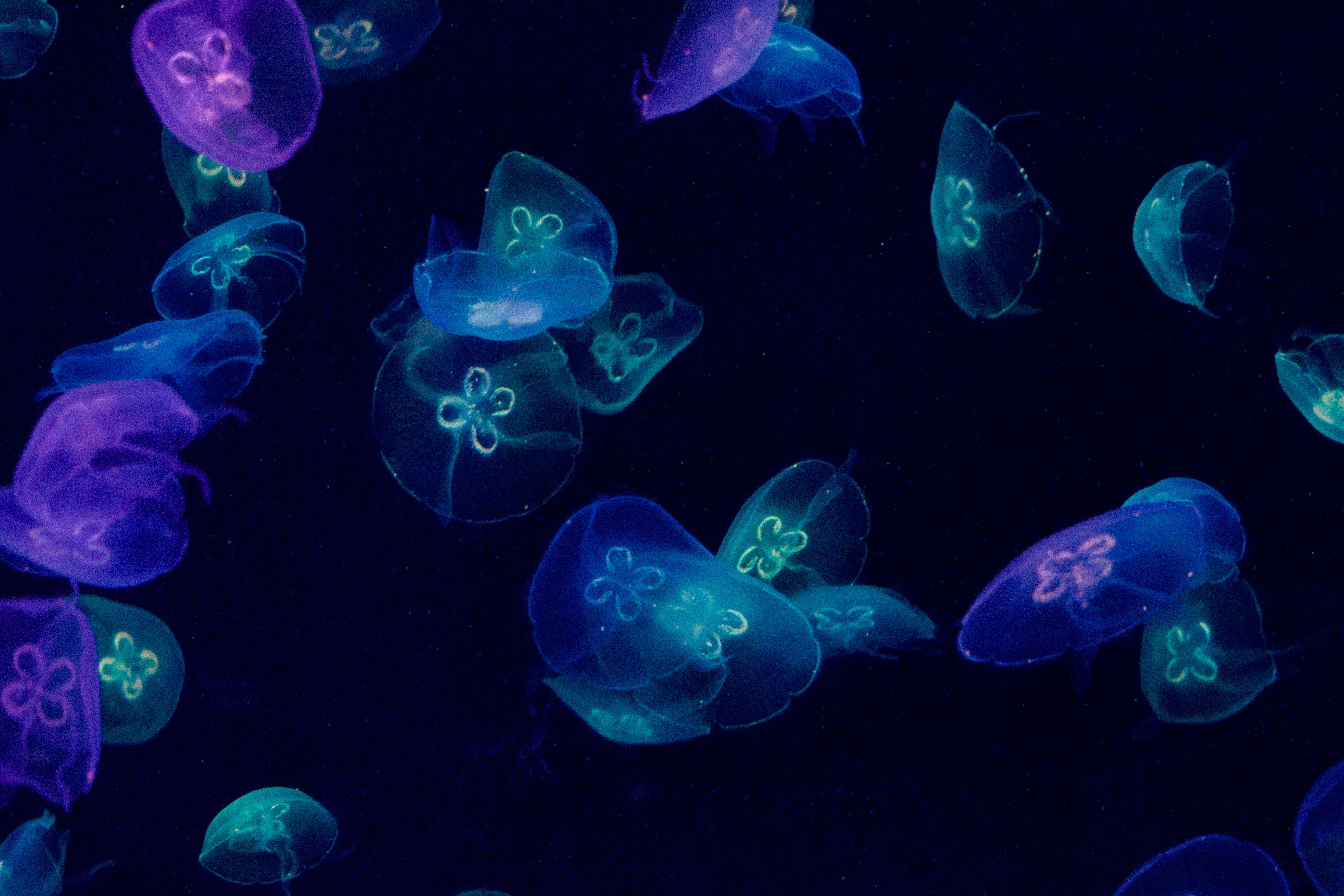 青と白のクラゲのイラストの写真 Unsplashで見つける青いの無料写真