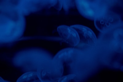 A cluster of leeches moving slowly in a shallow water container.