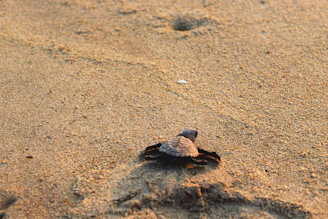 A sea turtle emerging from the sandy beach at dawn, with soft golden light highlighting its shell.