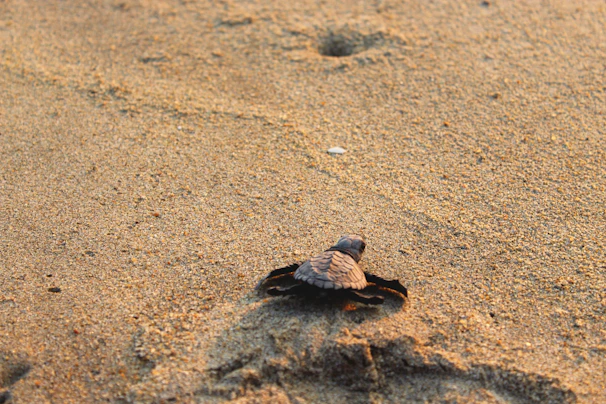 A sea turtle emerging from the sandy beach at dawn, with soft golden light highlighting its shell.