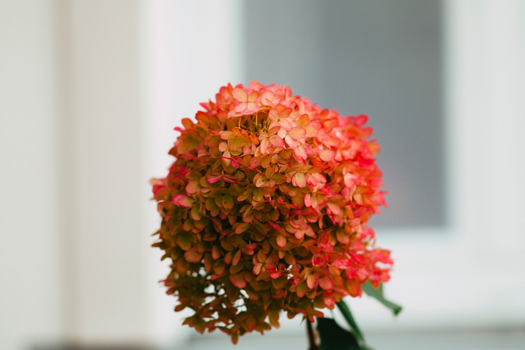 red and pink flower bouquet