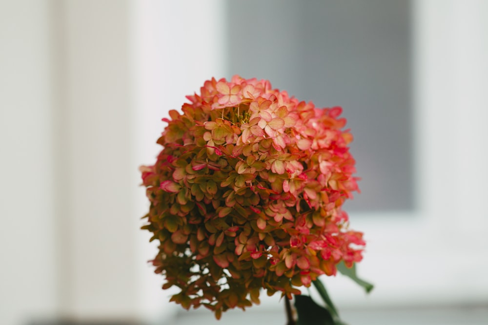 red and pink flower bouquet