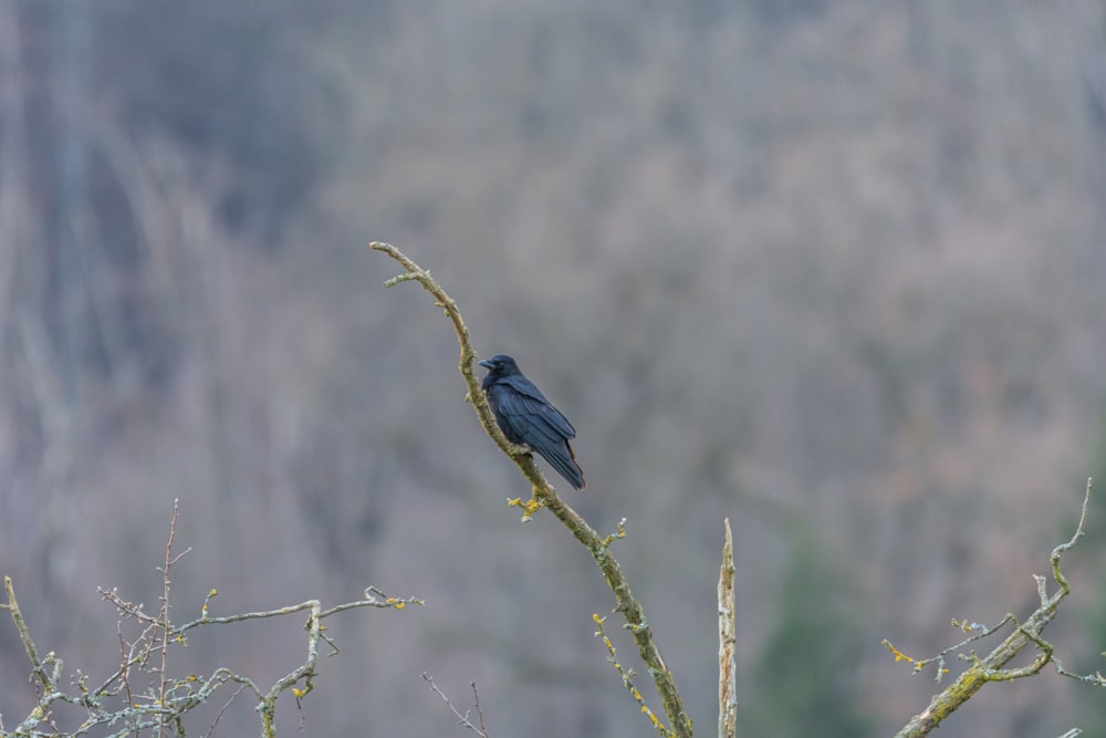 blue bird perched on brown tree branch