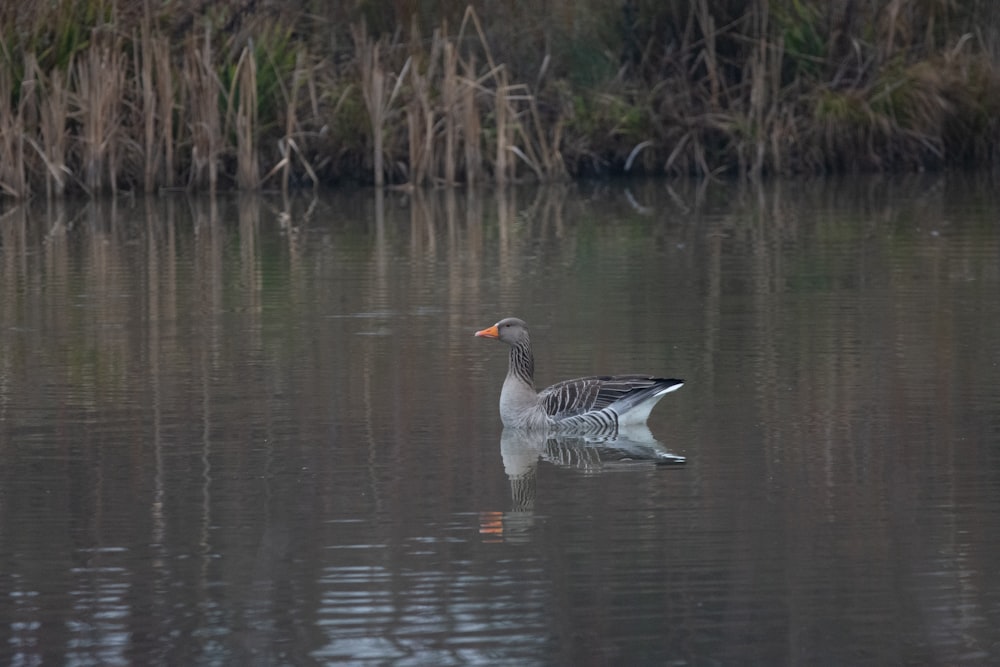 white and black duck on water