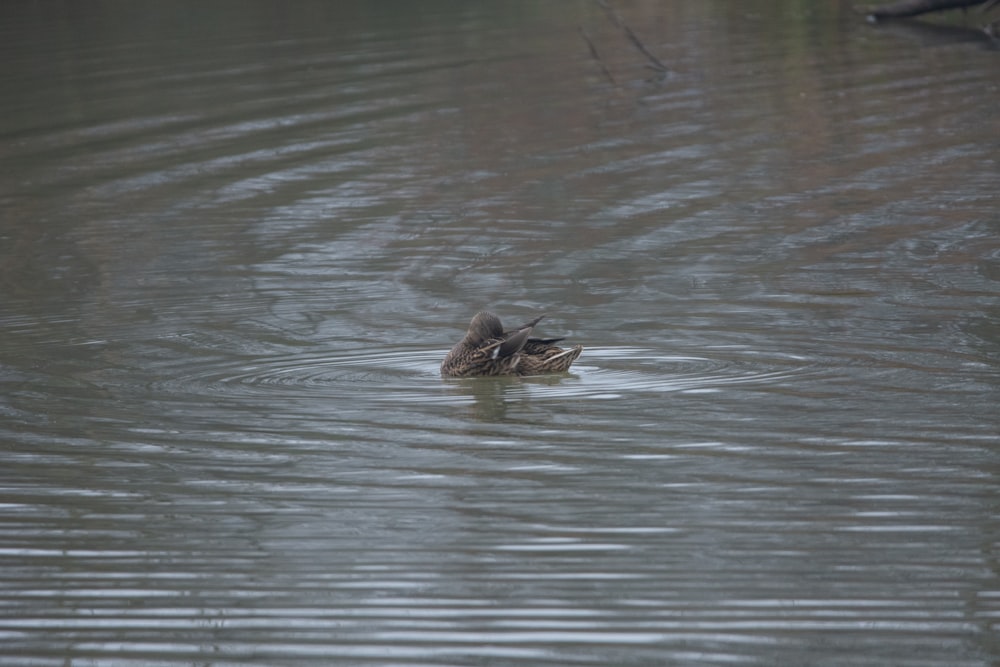 brown duck on water during daytime